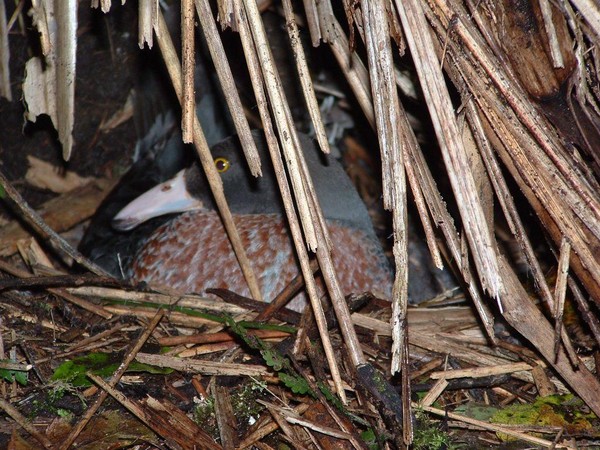 he whio, or blue duck, is one of New Zealand's most endangered birds.